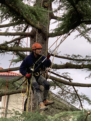 Potatura piante con la tecnica tree climbing